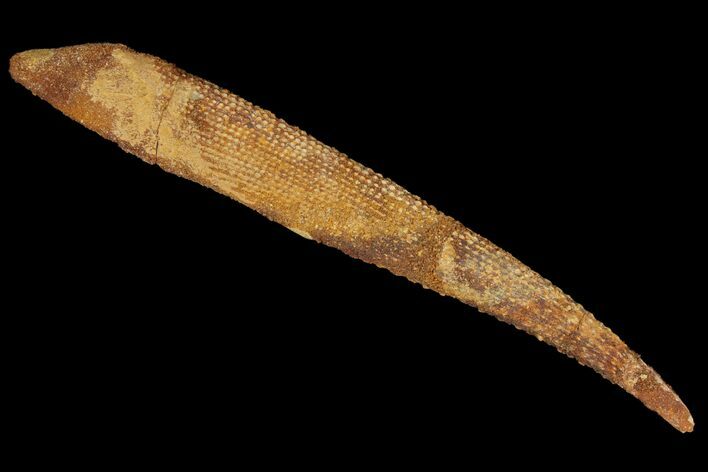 Fossil Shark (Asteracanthus) Dorsal Spine - Morocco #106578